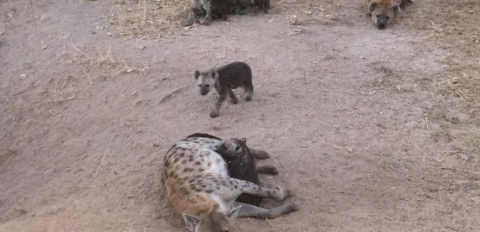 Hyena on the farm close to the camp