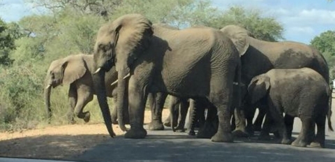 Elephant crossing Gumare road.
